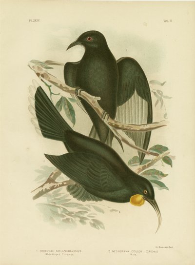 Corcorax de Alas Blancas, 1891 de Gracius Broinowski